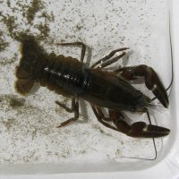 Galleries &raquo; Crayfish
